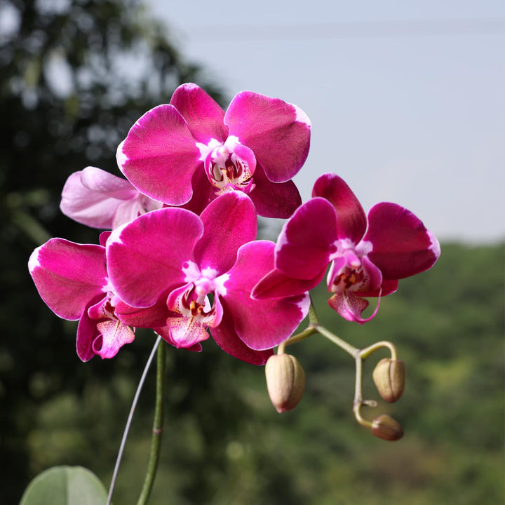 Pink Red Phalaenopsis Orchid Flower Seeds – Heirloom Non-GMO High Germination Organic Garden Seeds for Planting