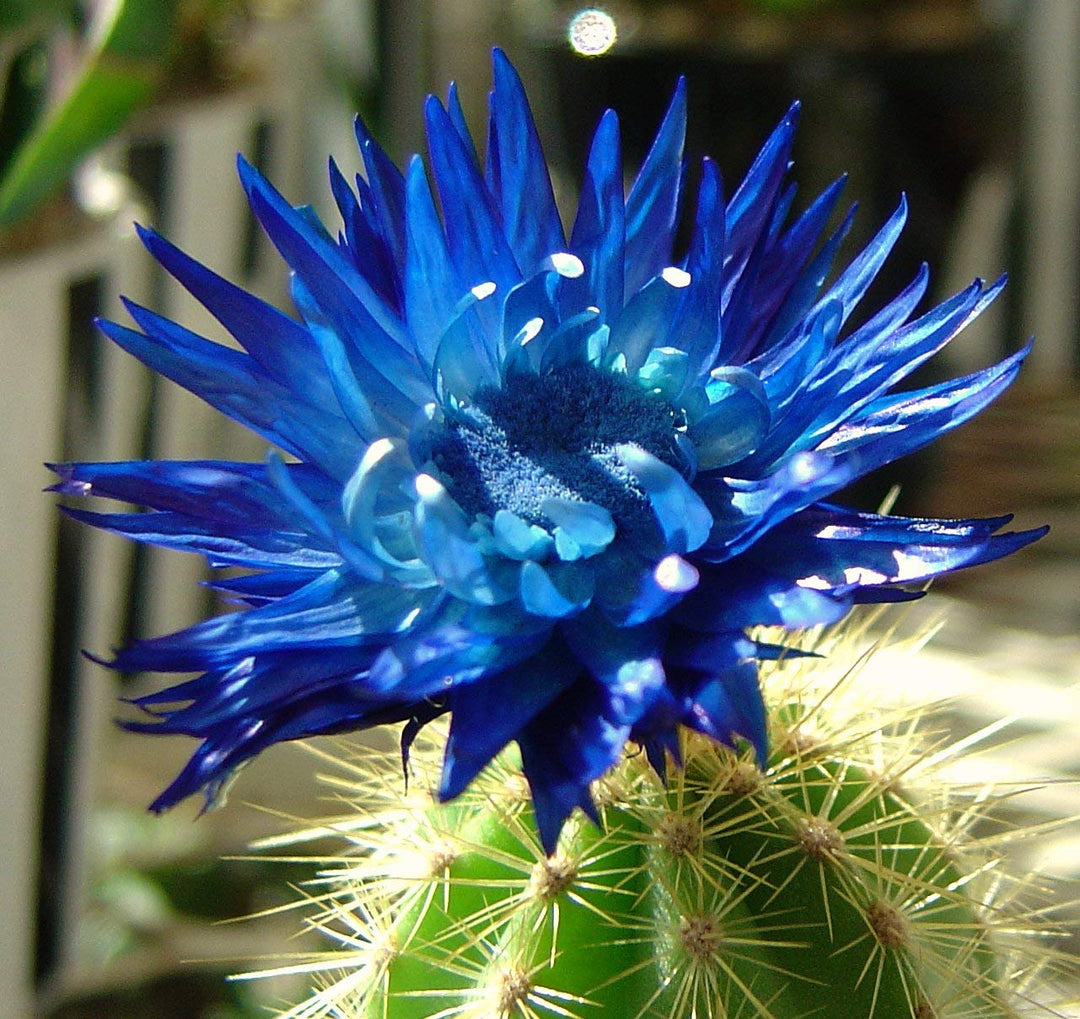 heirloom non flower seeds
