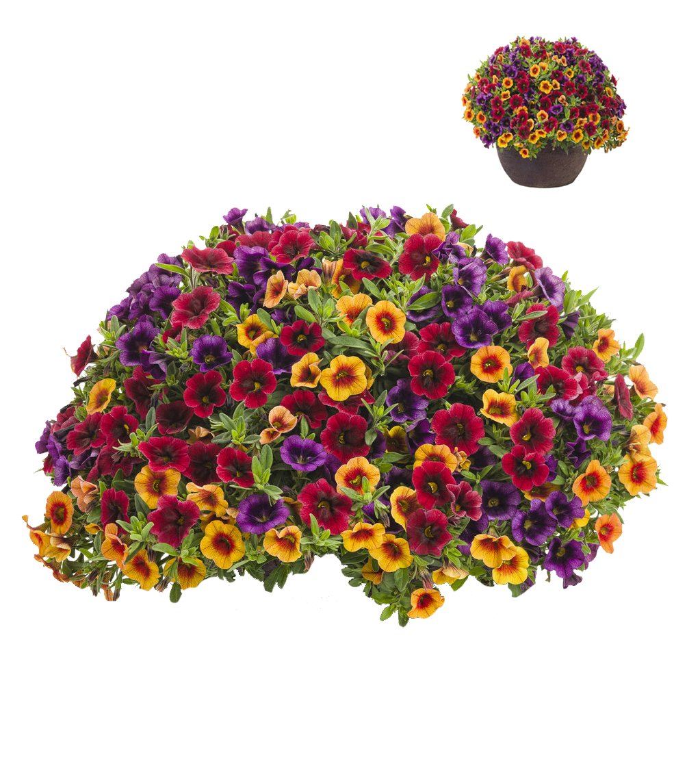 Blandede Superbells Petunia Blomsterfrø til udplantning – 100 stk