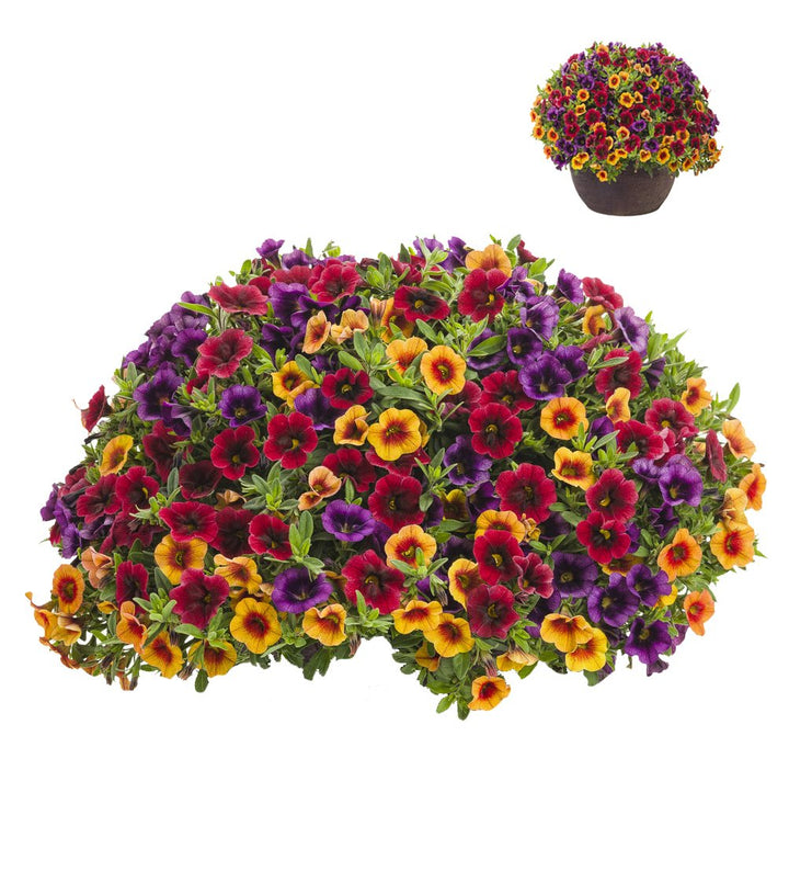 Mixed Superbells Petunia Seeds for Planting - Heirloom, NON-GMO Flower Seeds - Vibrant Garden Blooms