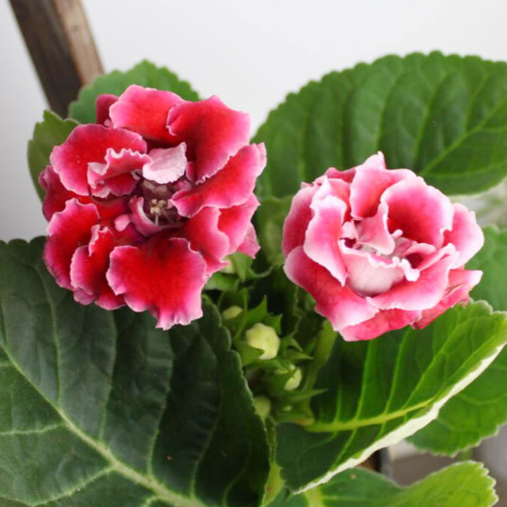 White & Red Gloxinia Heirloom Non-GMO Seeds for Planting