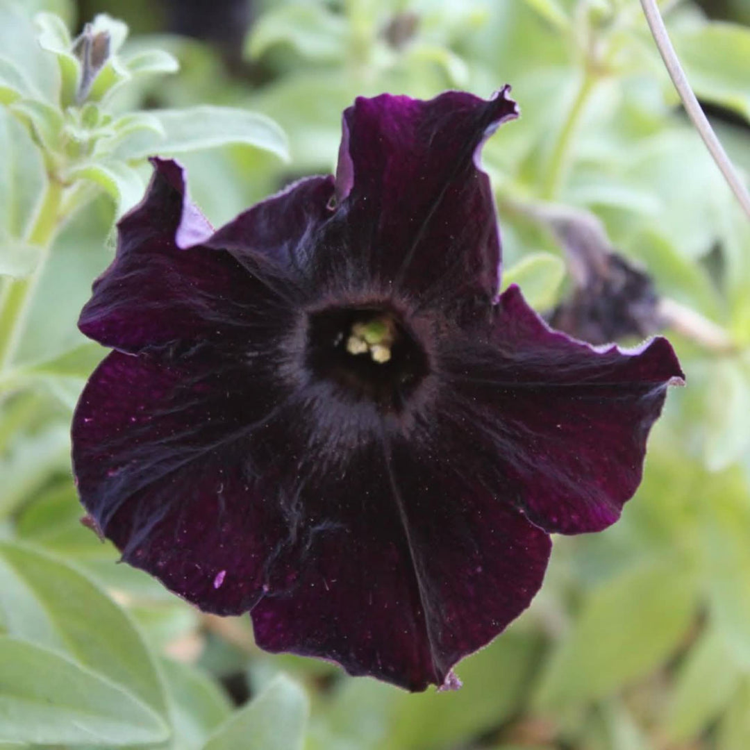black petunia flower seeds