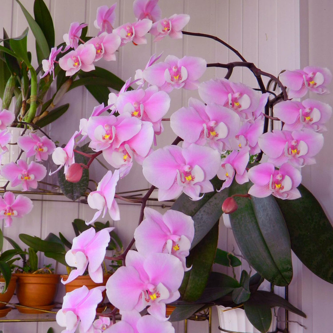 pink phalaenopsis flower seeds