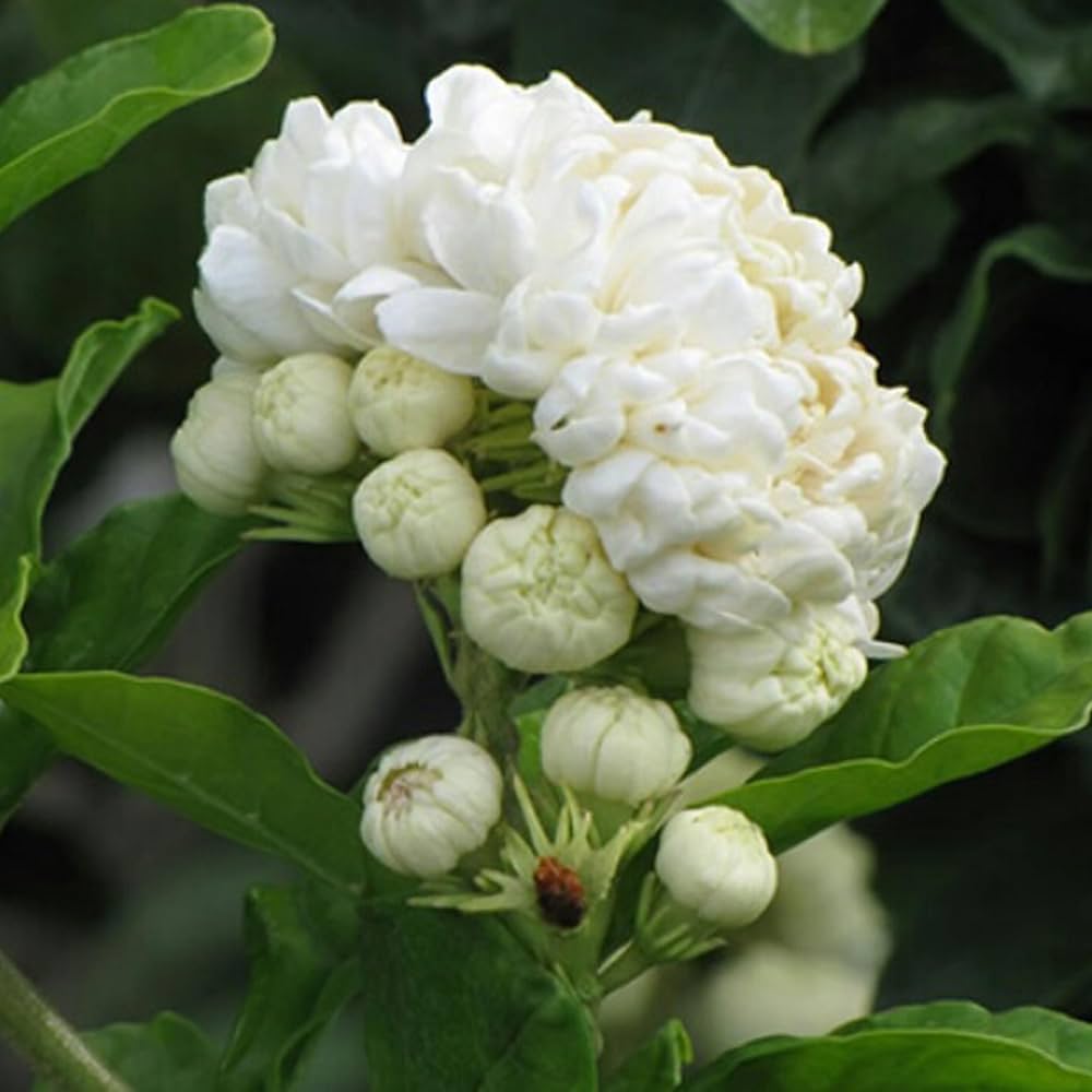 jasminum sambac flower seeds