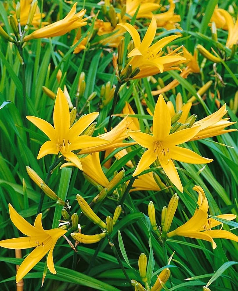 hemerocallis citrina flower seeds
