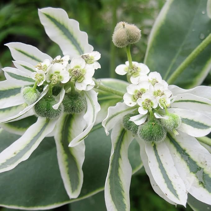 Heirloom White Green Euphorbia Marginata Flower Seeds for Planting, Non-GMO