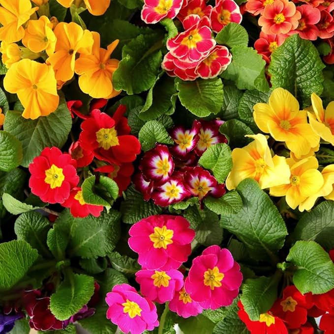organic heirloom flower seeds