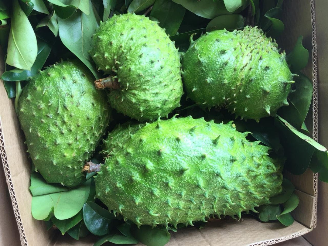 soursop fruit flower seeds