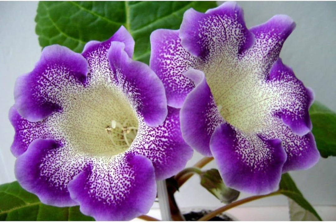 Flower Seeds, Seeds for Planting, Plant Seeds