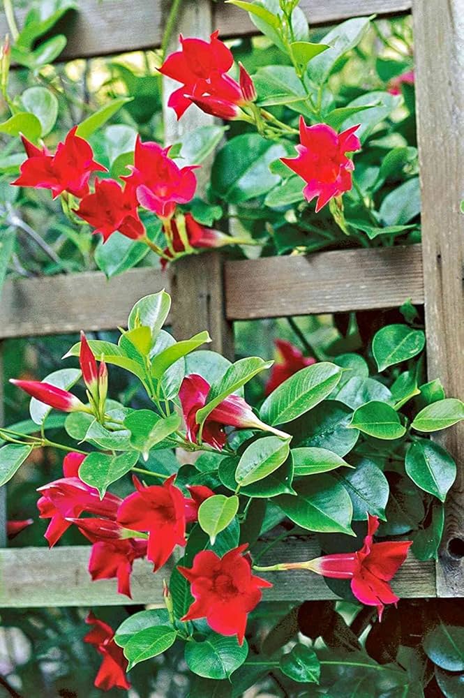 climbing mandevilla flower seeds