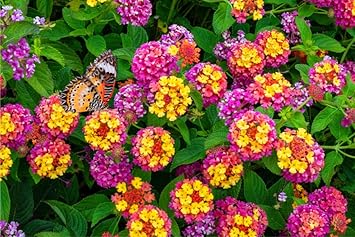 Flower Seeds, Seeds for Planting, Plant Seeds