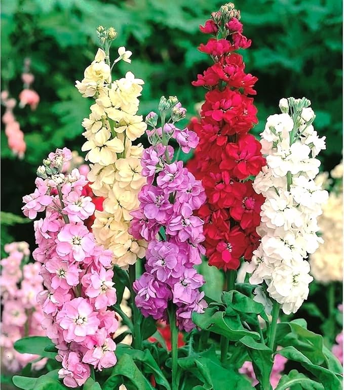 Aftenduftende blomsterfrø til plantning Blandet 100 stk