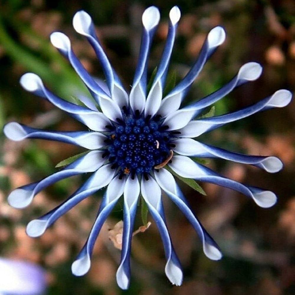 blue daisy flower seeds