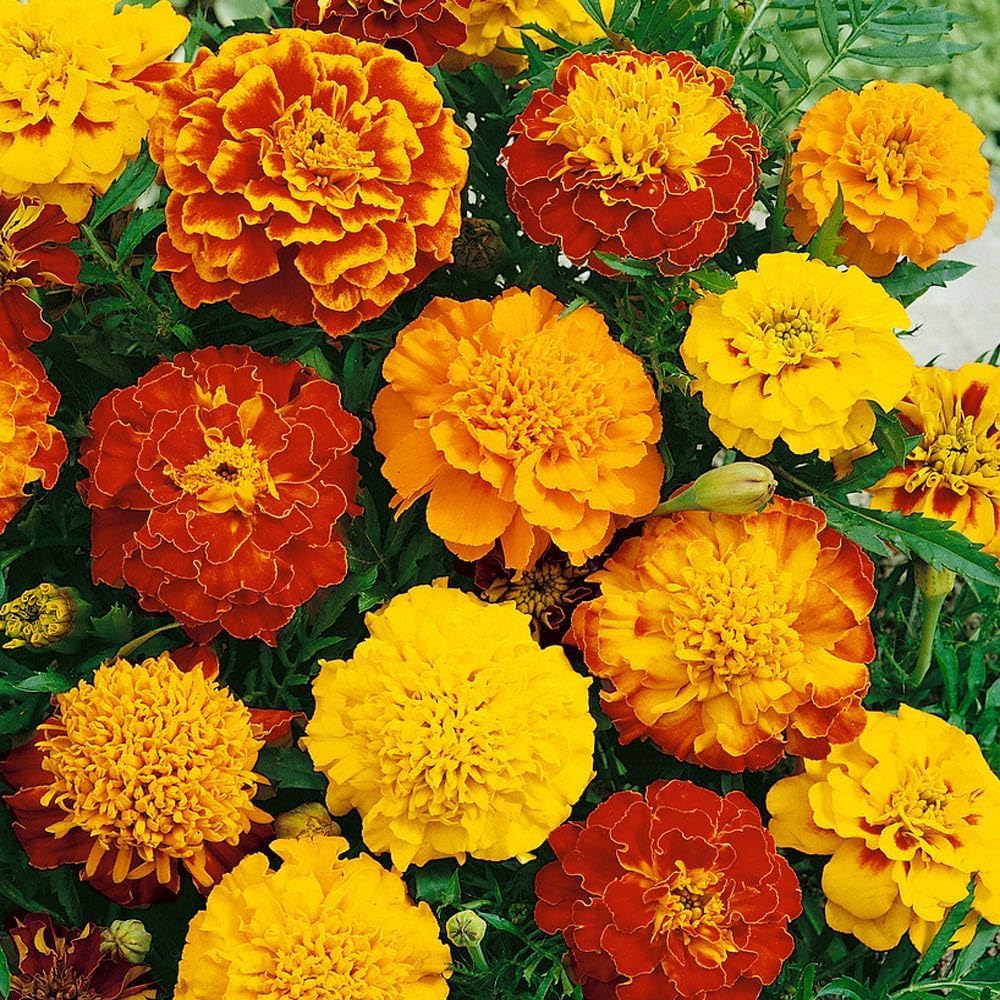 mix marigold flower seeds