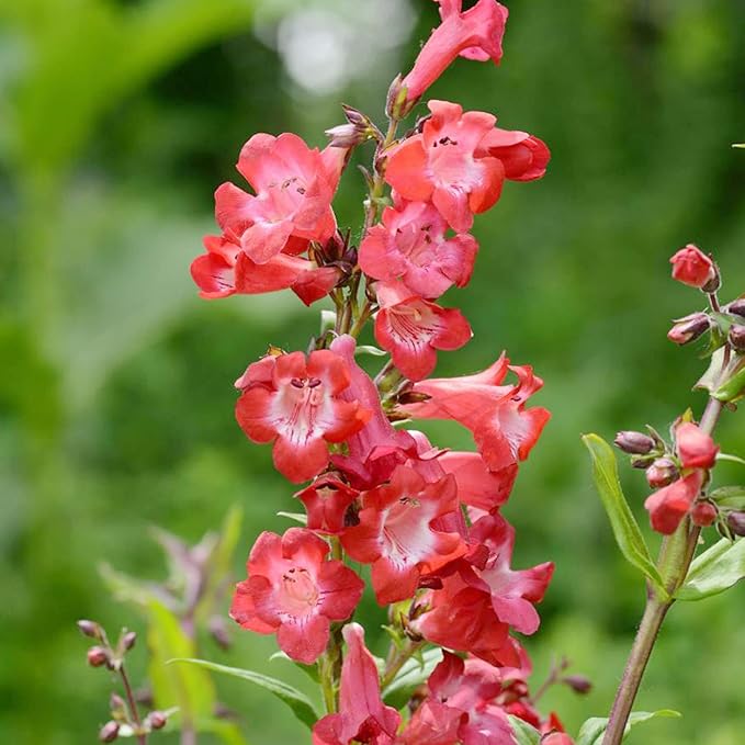 Organic Heirloom Red Penstemon Hartwegii Flower Seeds for Planting – Non-GMO Hummingbird Garden Blooms
