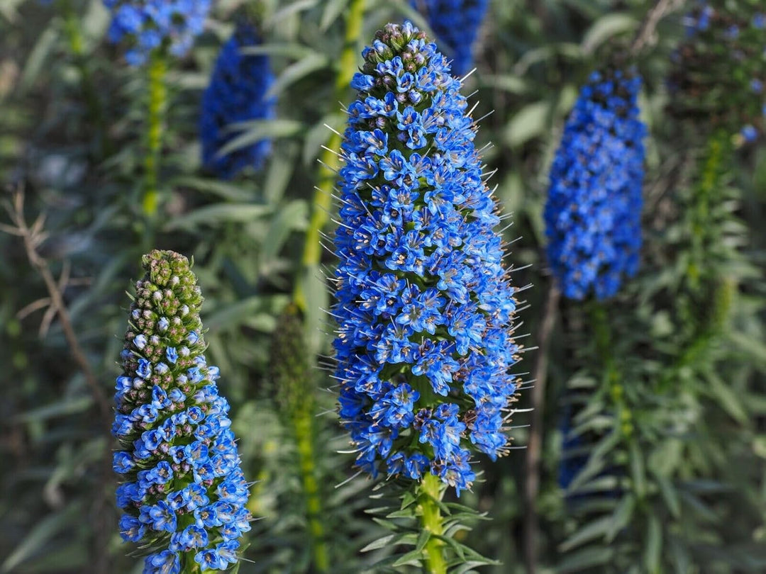madeira flower flower seeds