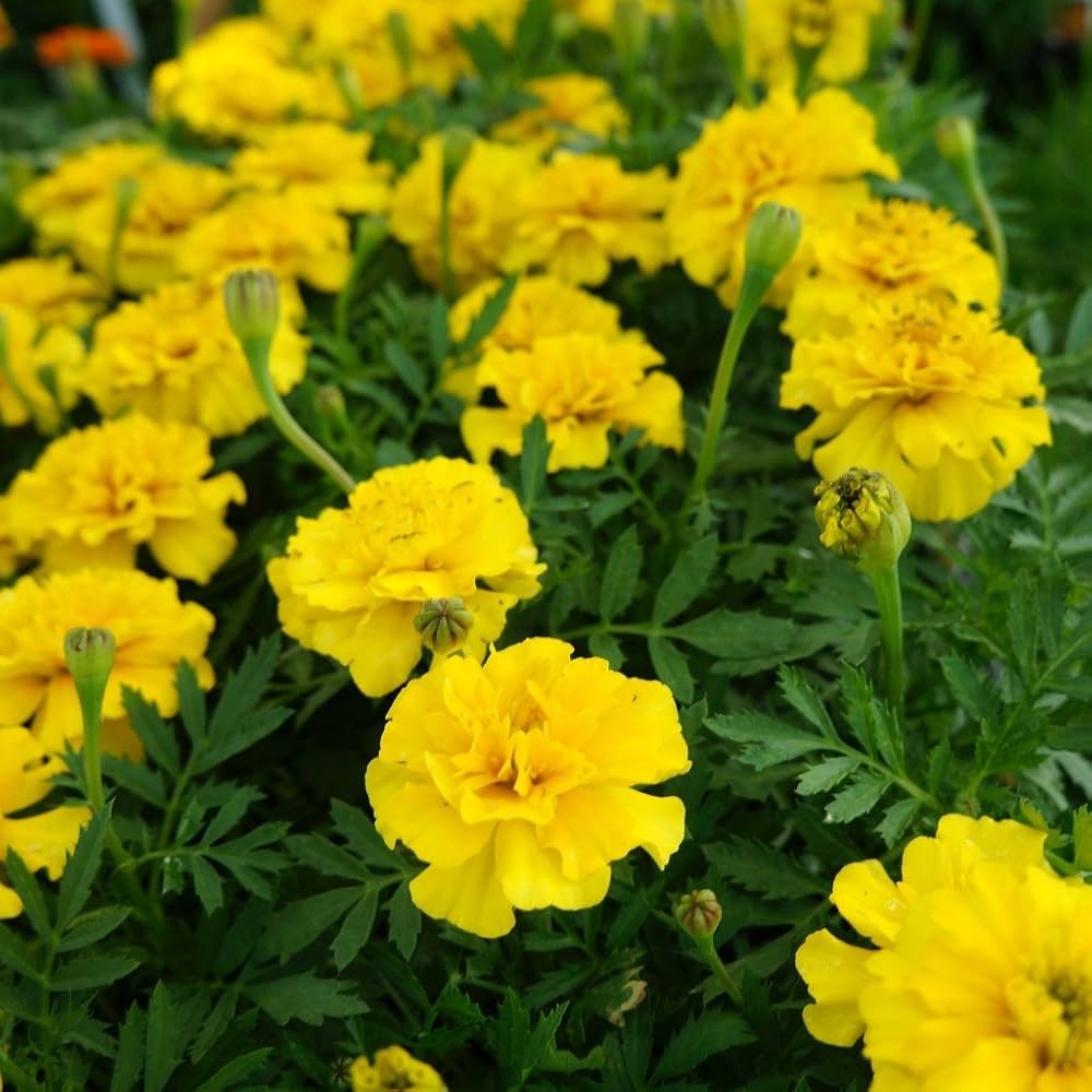 yellow marigold flower seeds