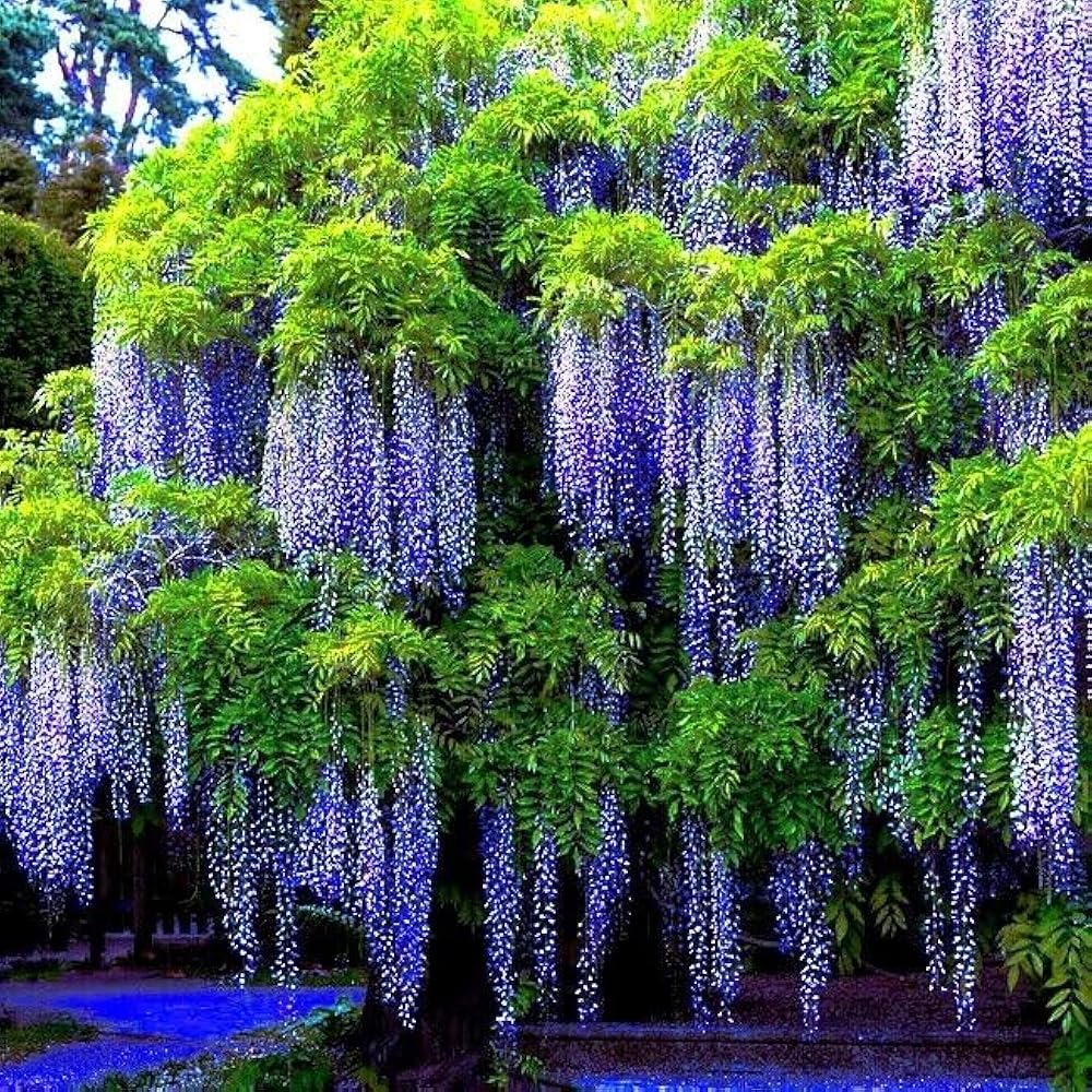 blue purple flower seeds
