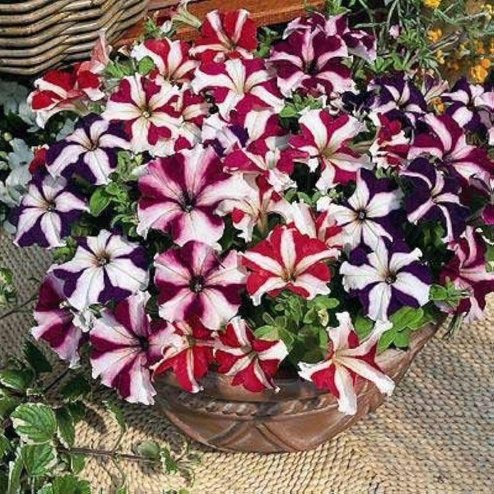 double petunia flower seeds