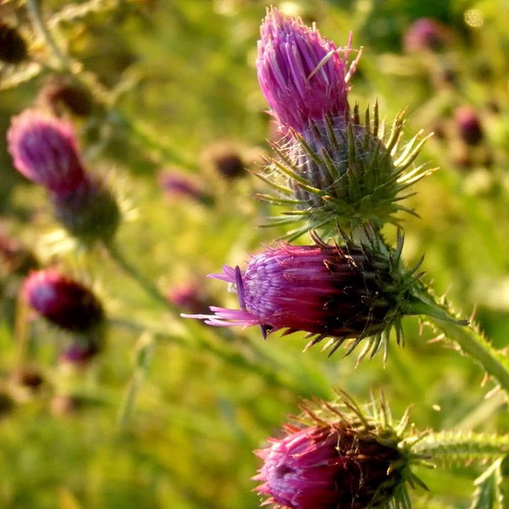 Pink Arctium Lappa Plant Seeds for Planting, 100 pcs