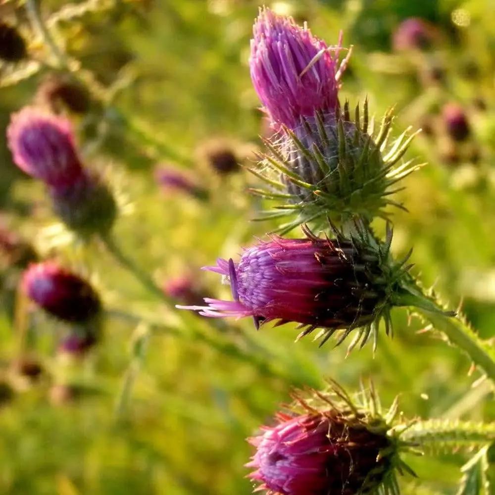 pink arctium flower seeds