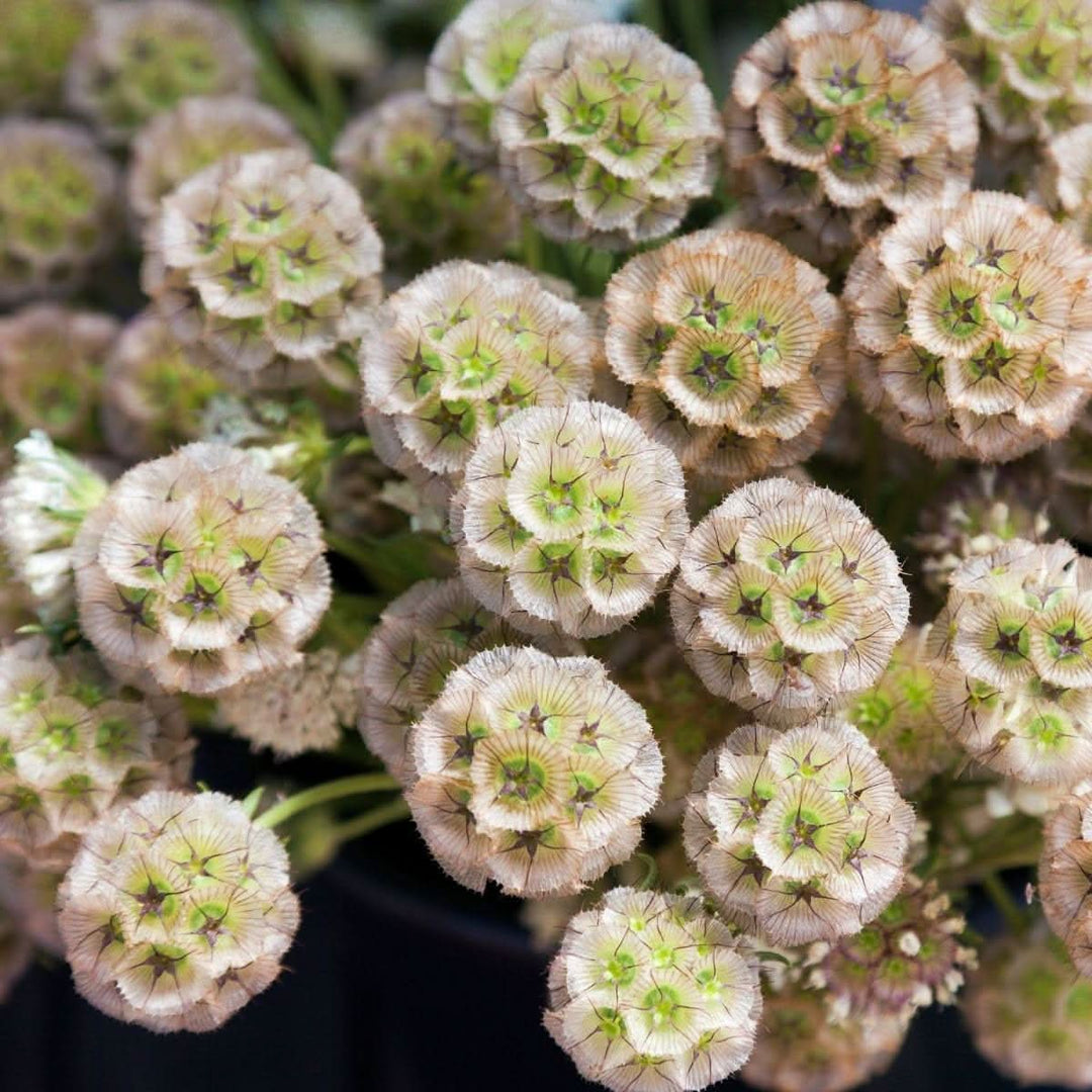 heirloom non flower seeds