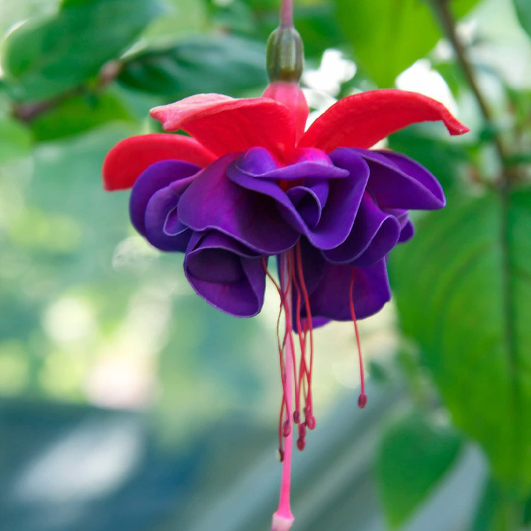 double petals flower seeds