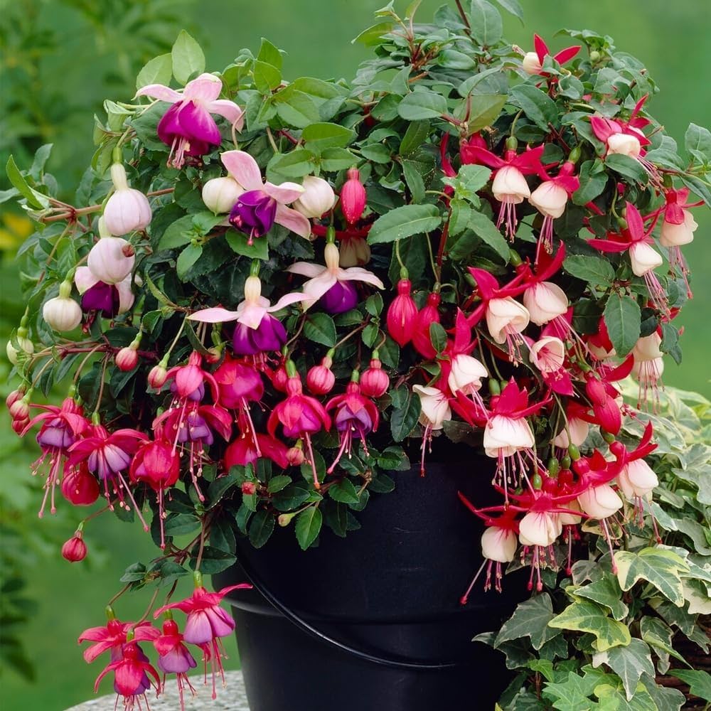 Friske Fuchsia blomsterfrø til udplantning, blandet 100 stk