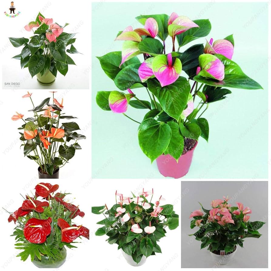 Anthurium flerfarvede blomsterfrø til plantning 100 stk