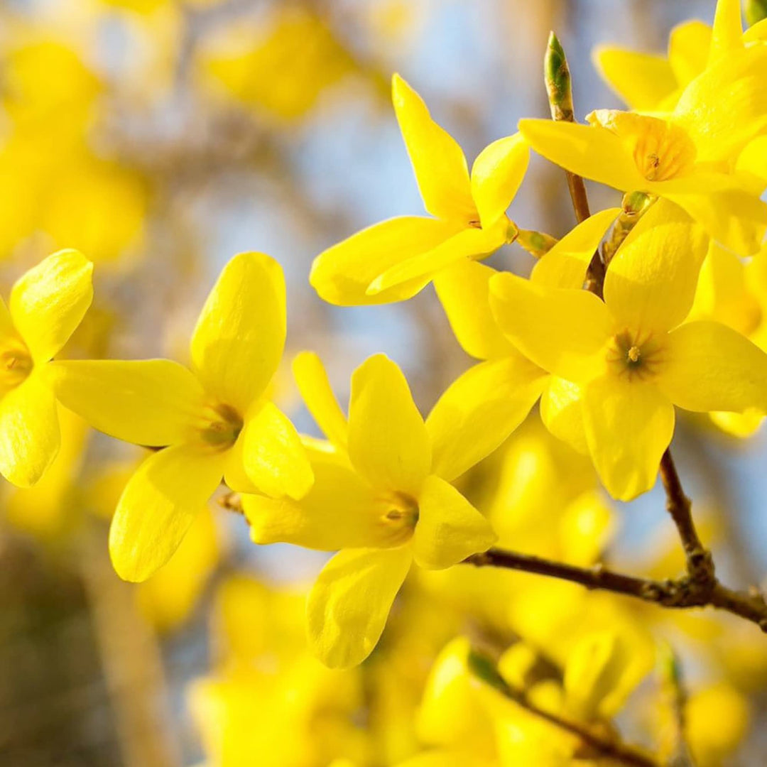 Gule Forsythia blomsterfrø til plantning, lysegul, 100 stk