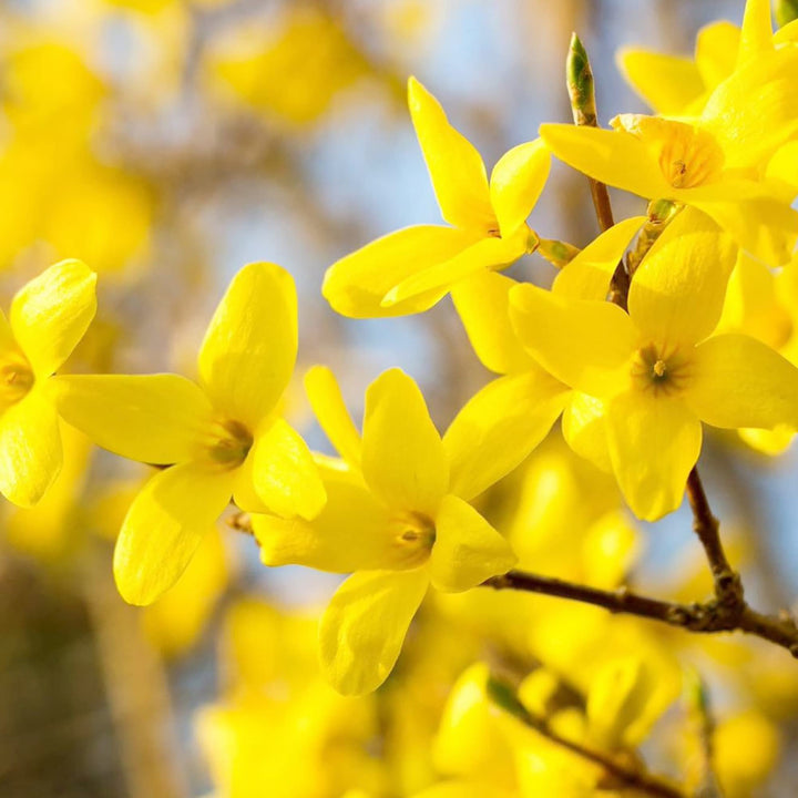 Yellow Forsythia Flower Seeds for Planting, Pale Yellow, 100 pcs