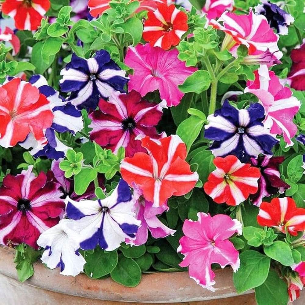 petunia petunia flower seeds