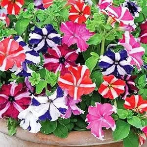 double petal flower seeds