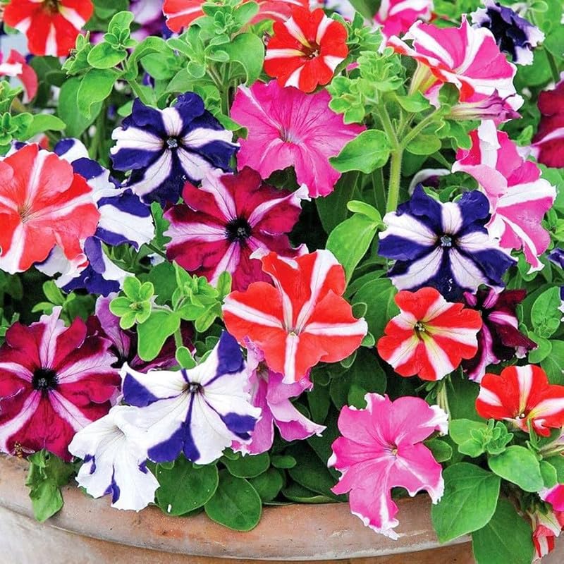 Mexicanske Petunia Blandede Blomsterfrø til Plantning - 100 stk