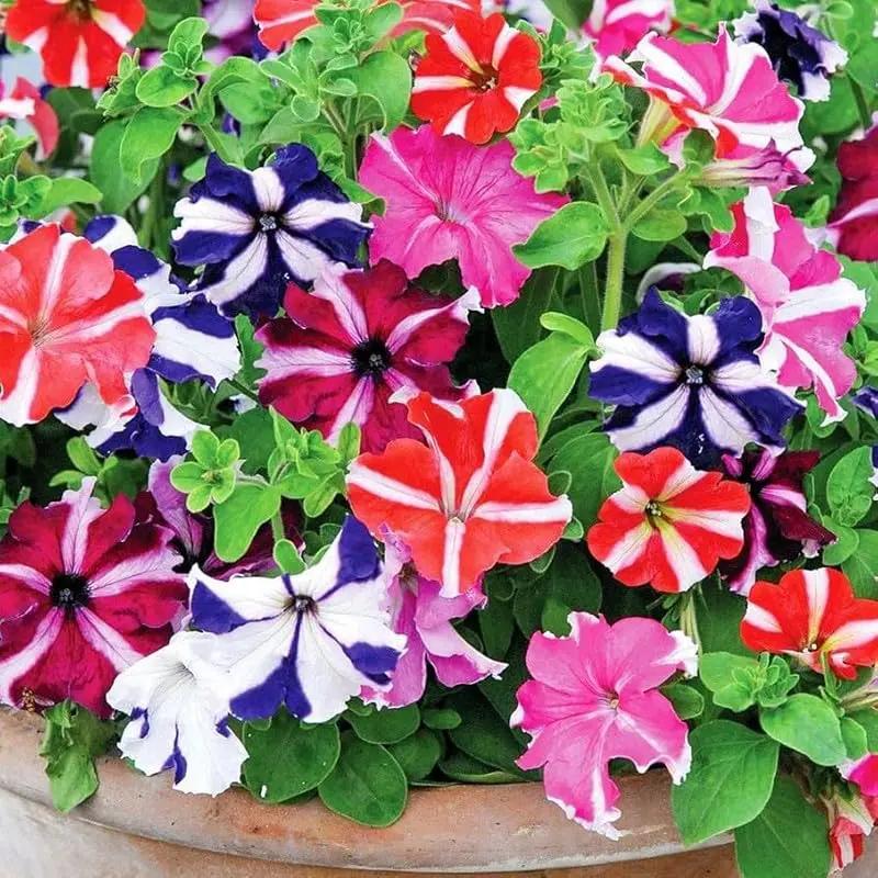 mexican petunia flower seeds