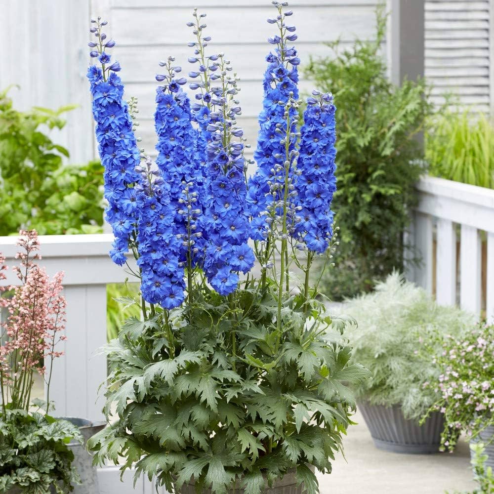 giant delphinium flower seeds