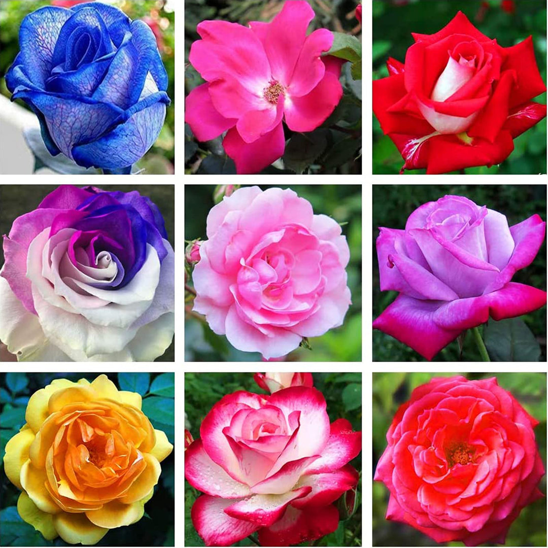 Rose Flower Seeds for Planting Mixed Color 100 pcs