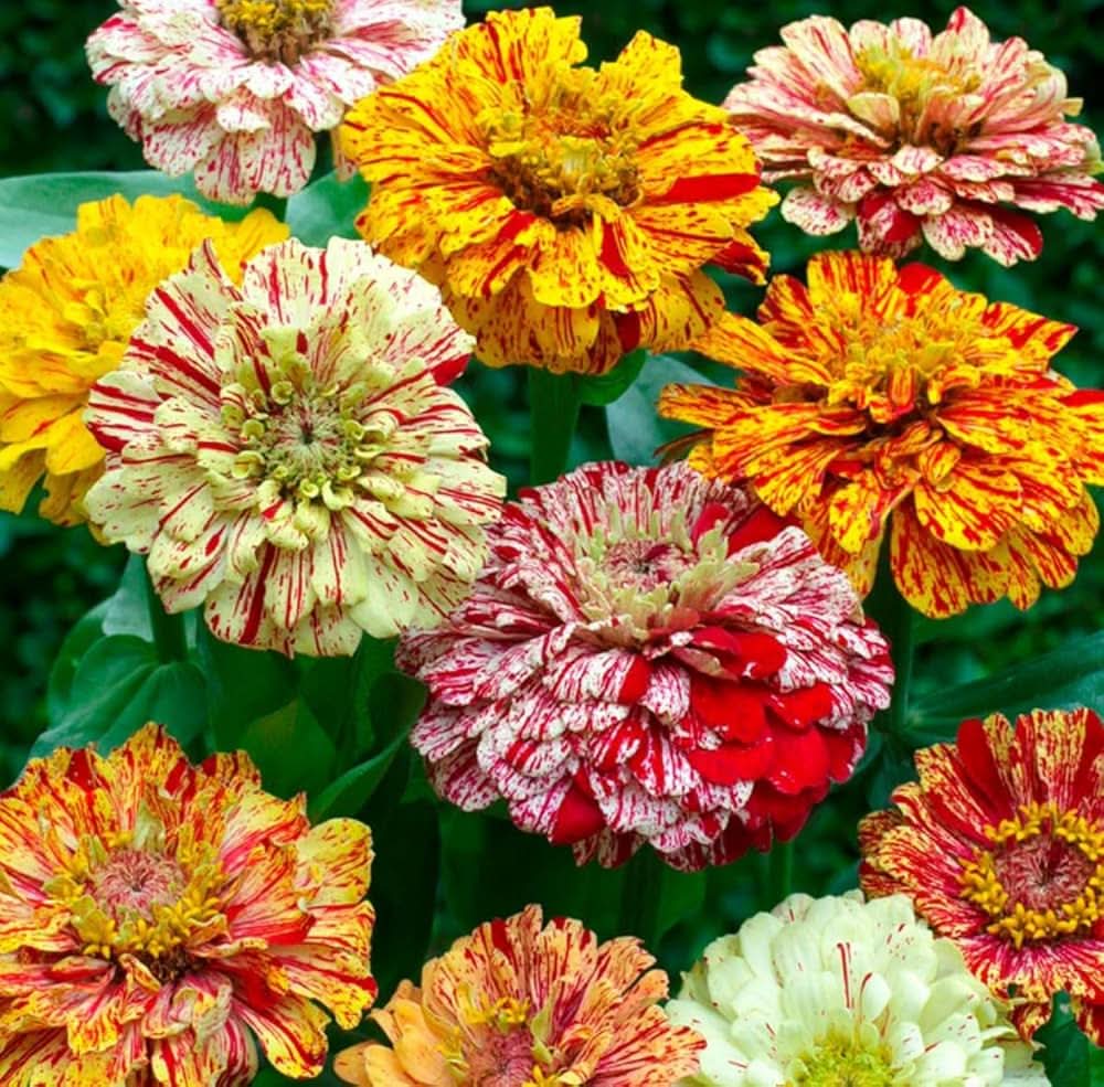candy mix flower seeds