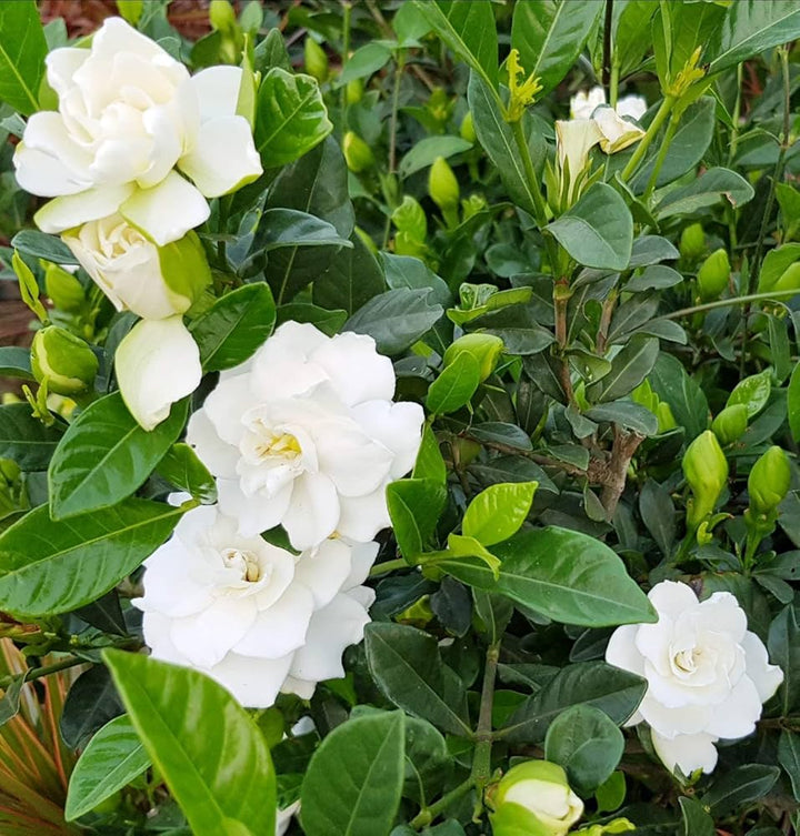 Green White Gardenia Flower Seeds for Planting – Heirloom, Non-GMO, Organic Seeds