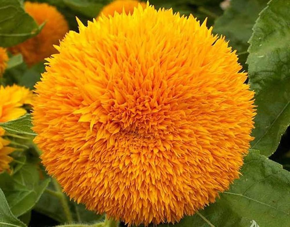 sun gold flower seeds