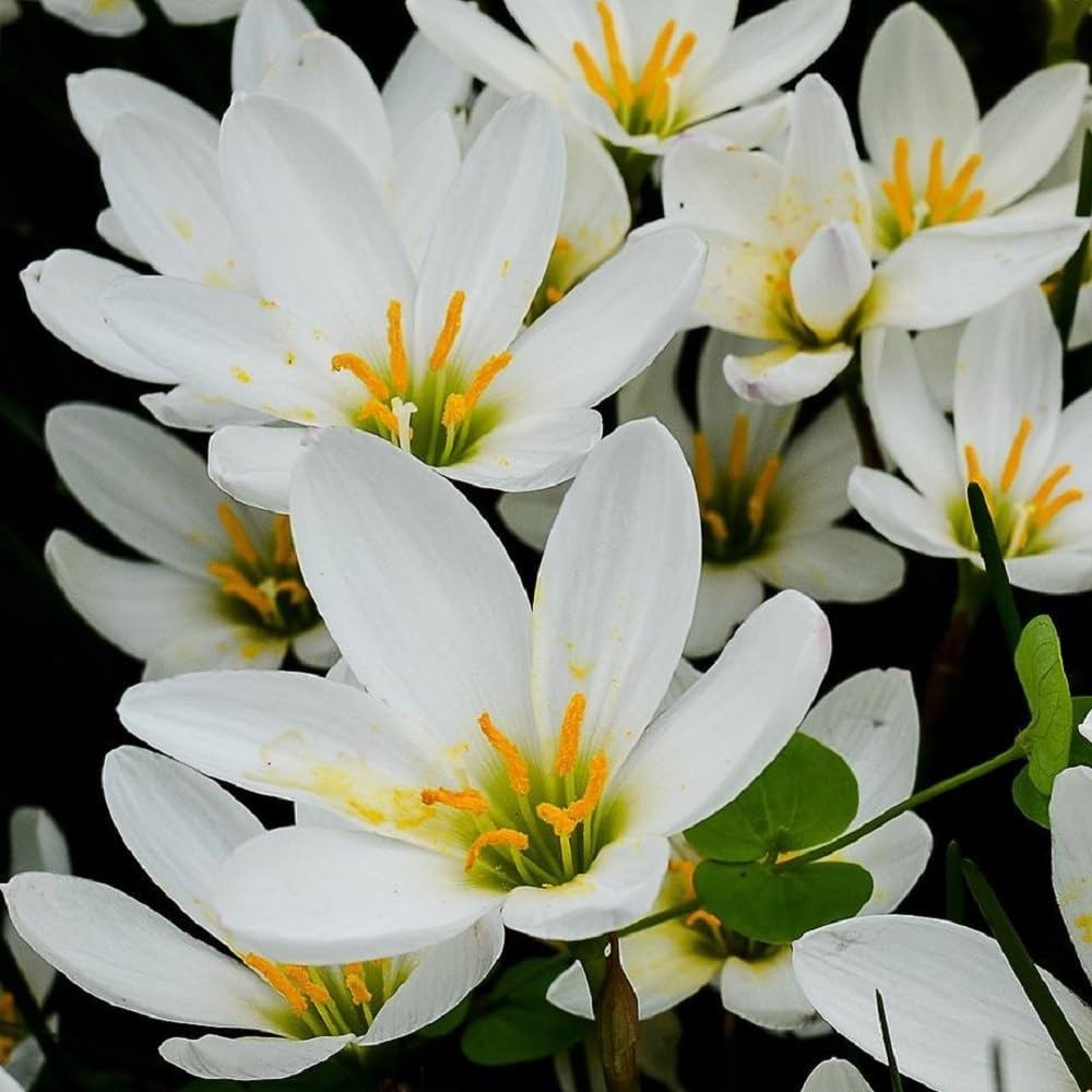 Zephyranthes Carinata Flower Seeds for Planting - 100 pcs