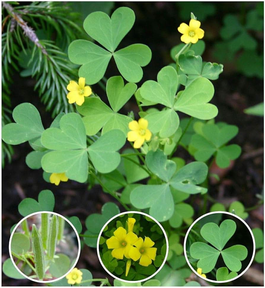 yellow wood flower seeds