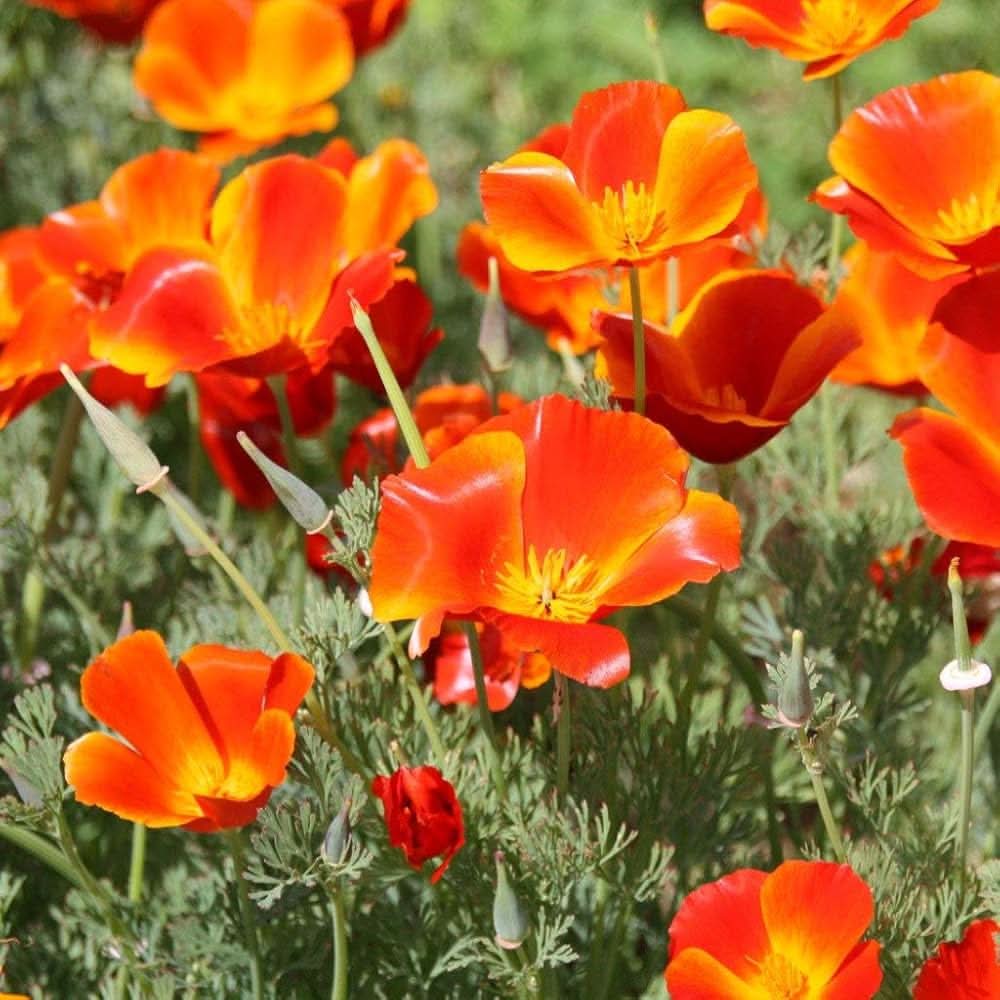red mikado flower seeds