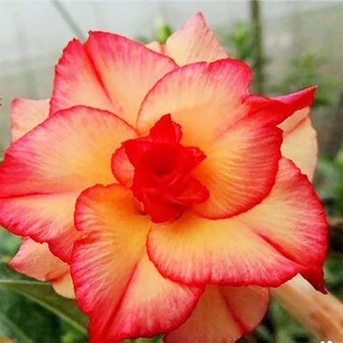 Adenium Blomsterfrø Orange Gul til udplantning 100 stk