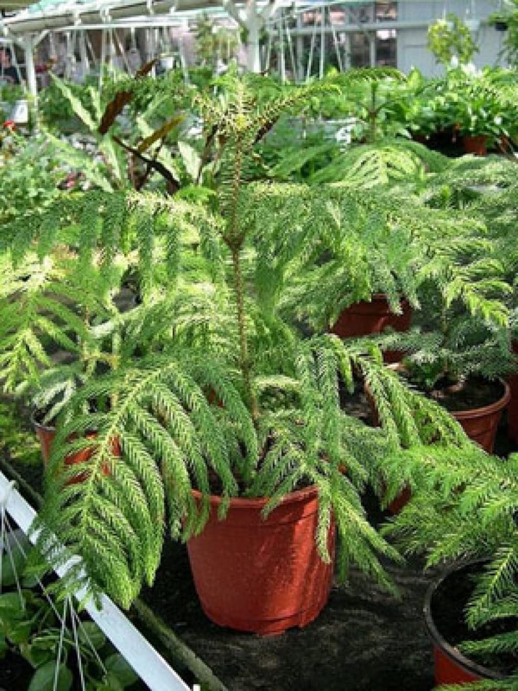 araucaria plant seeds Heirloom Non-GMO Araucaria Flower Seeds for Planting – Rare Evergreen Tree Seeds