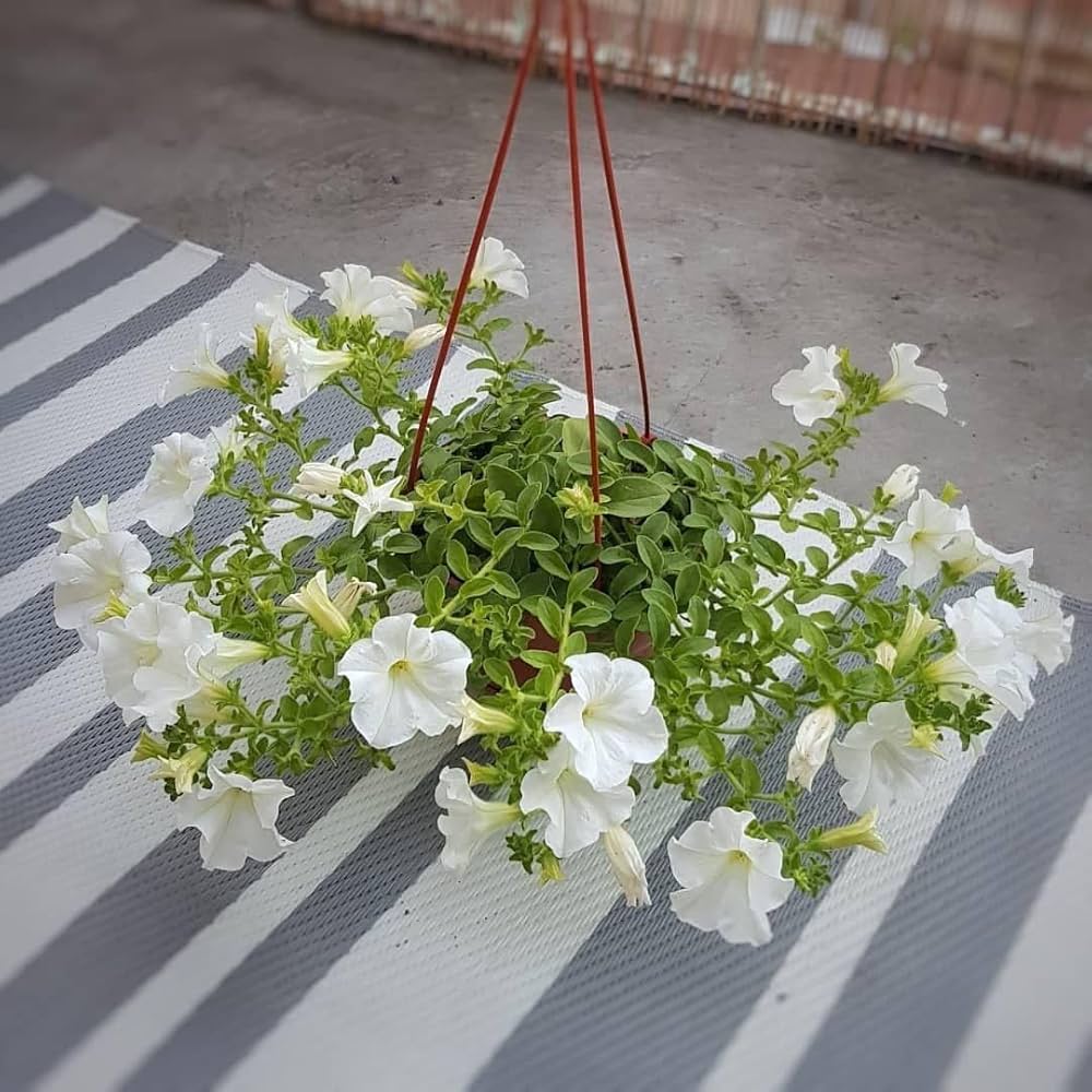 white white flower seeds