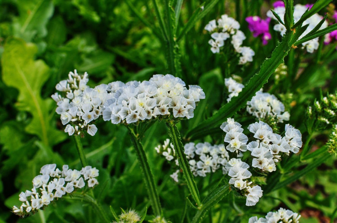 where to buy sea lavender plants Sea Lavender Seeds for Planting – Organic Heirloom Non-GMO Garden Flow – Neeraseeds