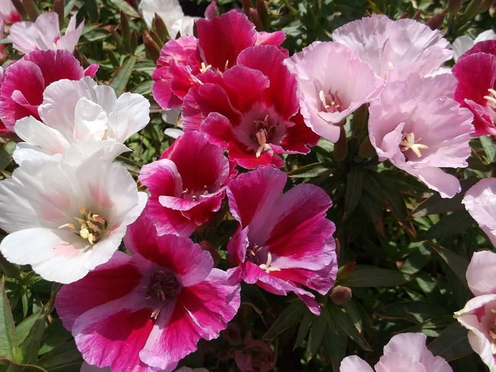 Blandede Godetia blomsterfrø til udplantning, 100 stk