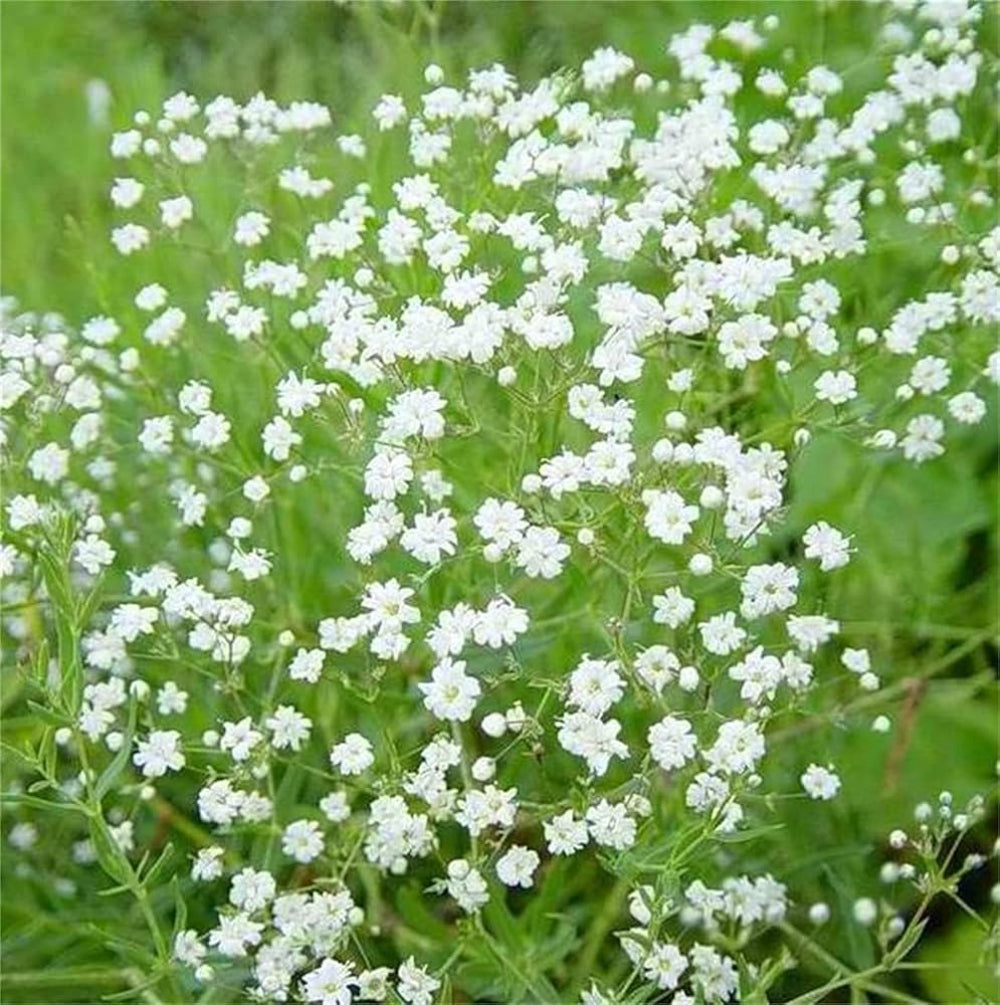 white gypsophila flower seeds