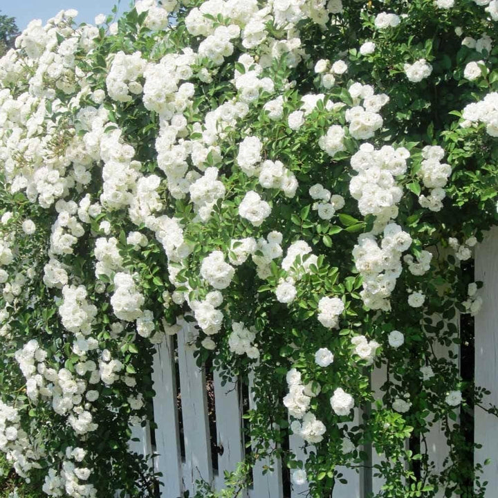 Mixed Climbing Rose Flower Seeds White for Planting, 100 pcs